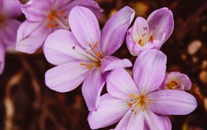 Preview wallpaper crocus vernus, flower, blooming, garden, pink