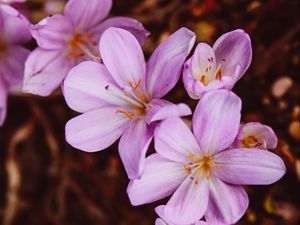 Preview wallpaper crocus vernus, flower, blooming, garden, pink