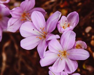 Preview wallpaper crocus vernus, flower, blooming, garden, pink