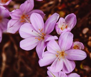 Preview wallpaper crocus vernus, flower, blooming, garden, pink