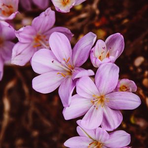 Preview wallpaper crocus vernus, flower, blooming, garden, pink