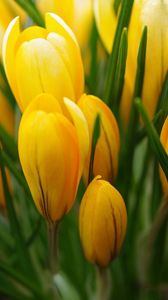 Preview wallpaper crocus, yellow, flower, buds