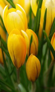 Preview wallpaper crocus, yellow, flower, buds