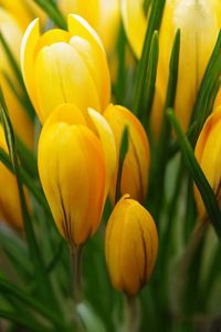 Preview wallpaper crocus, yellow, flower, buds