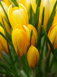 Preview wallpaper crocus, yellow, flower, buds