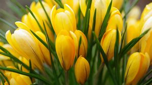 Preview wallpaper crocus, yellow, flower, buds