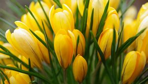 Preview wallpaper crocus, yellow, flower, buds