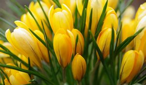 Preview wallpaper crocus, yellow, flower, buds