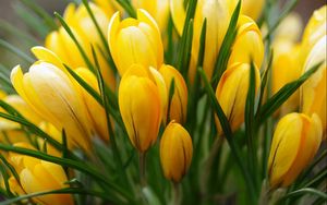 Preview wallpaper crocus, yellow, flower, buds