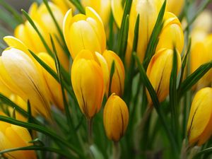 Preview wallpaper crocus, yellow, flower, buds