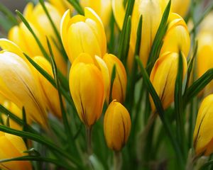 Preview wallpaper crocus, yellow, flower, buds