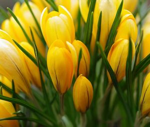 Preview wallpaper crocus, yellow, flower, buds