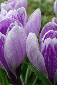 Preview wallpaper crocuses, buds, flowers, primroses, spring, close-up