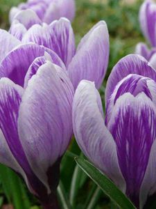 Preview wallpaper crocuses, buds, flowers, primroses, spring, close-up