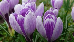 Preview wallpaper crocuses, buds, flowers, primroses, spring, close-up