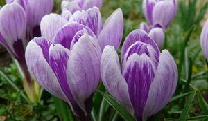 Preview wallpaper crocuses, buds, flowers, primroses, spring, close-up