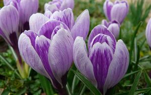 Preview wallpaper crocuses, buds, flowers, primroses, spring, close-up