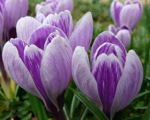 Preview wallpaper crocuses, buds, flowers, primroses, spring, close-up