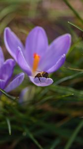 Preview wallpaper crocuses, flowers, bee, insect, spring, macro