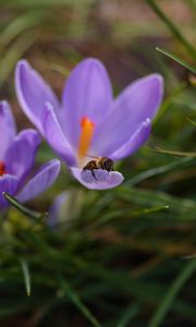 Preview wallpaper crocuses, flowers, bee, insect, spring, macro