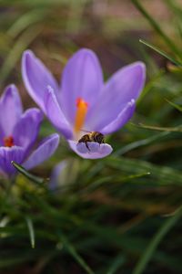 Preview wallpaper crocuses, flowers, bee, insect, spring, macro