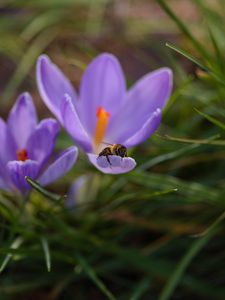 Preview wallpaper crocuses, flowers, bee, insect, spring, macro