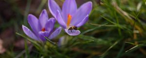 Preview wallpaper crocuses, flowers, bee, insect, spring, macro