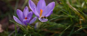 Preview wallpaper crocuses, flowers, bee, insect, spring, macro