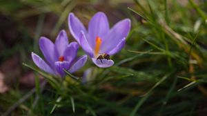 Preview wallpaper crocuses, flowers, bee, insect, spring, macro