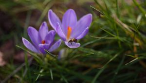 Preview wallpaper crocuses, flowers, bee, insect, spring, macro
