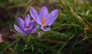 Preview wallpaper crocuses, flowers, bee, insect, spring, macro