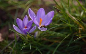 Preview wallpaper crocuses, flowers, bee, insect, spring, macro