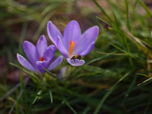 Preview wallpaper crocuses, flowers, bee, insect, spring, macro