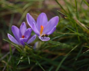 Preview wallpaper crocuses, flowers, bee, insect, spring, macro