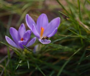 Preview wallpaper crocuses, flowers, bee, insect, spring, macro