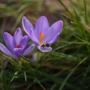 Preview wallpaper crocuses, flowers, bee, insect, spring, macro
