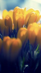 Preview wallpaper crocuses, flowers, buds, petals, yellow