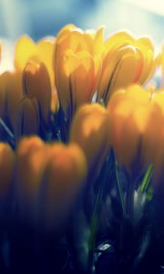 Preview wallpaper crocuses, flowers, buds, petals, yellow