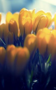 Preview wallpaper crocuses, flowers, buds, petals, yellow