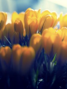 Preview wallpaper crocuses, flowers, buds, petals, yellow