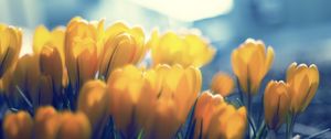 Preview wallpaper crocuses, flowers, buds, petals, yellow