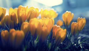 Preview wallpaper crocuses, flowers, buds, petals, yellow