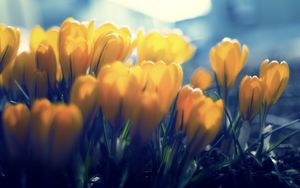 Preview wallpaper crocuses, flowers, buds, petals, yellow