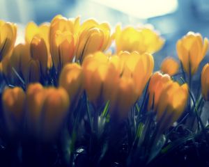Preview wallpaper crocuses, flowers, buds, petals, yellow