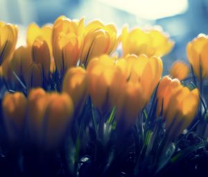 Preview wallpaper crocuses, flowers, buds, petals, yellow