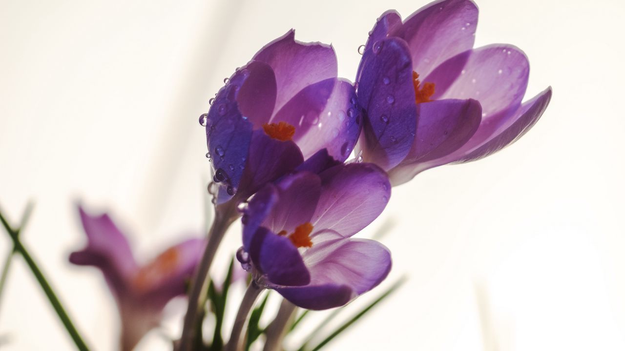 Wallpaper crocuses, flowers, drops, macro, spring