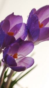 Preview wallpaper crocuses, flowers, drops, macro, spring