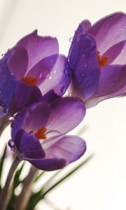 Preview wallpaper crocuses, flowers, drops, macro, spring