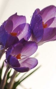 Preview wallpaper crocuses, flowers, drops, macro, spring
