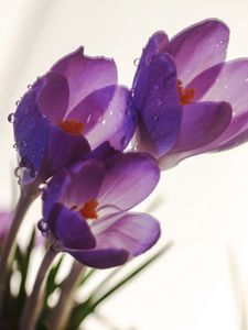 Preview wallpaper crocuses, flowers, drops, macro, spring